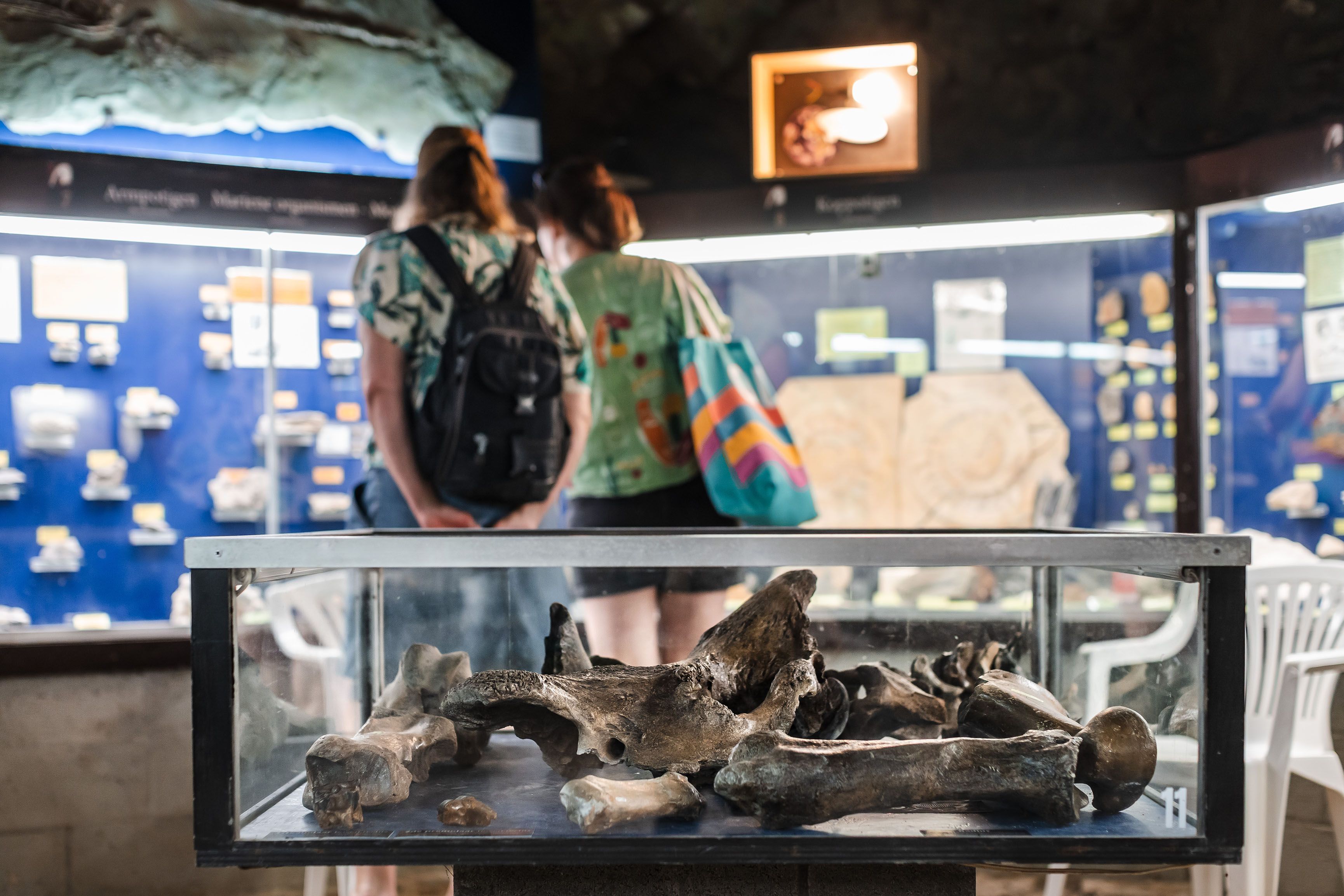 Twee bezoekers staan met hun rug naar de camera. Ze kijken naar een wand met fosielen in het natuurhistorisch museum. Op de voorgrond staat een toonkast met botten.